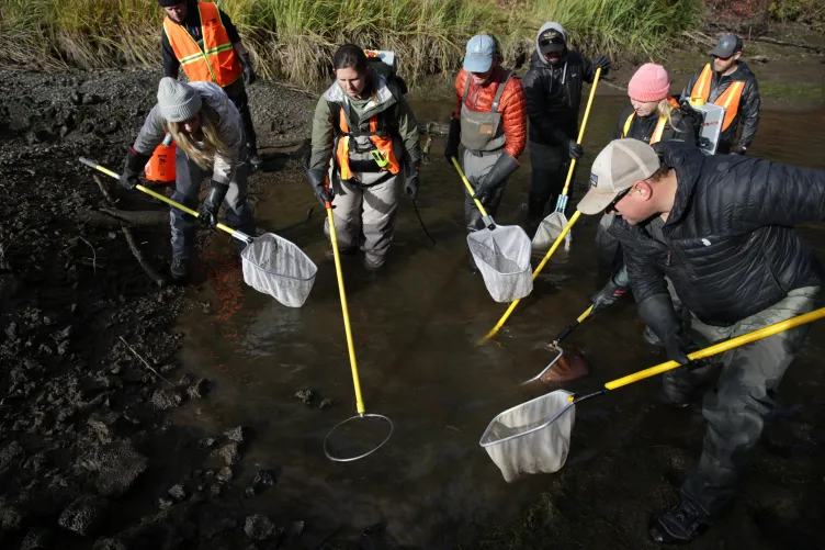 Un groupe de huit personnes pataugent dans une mare d’eau boueuse, tenant des bâtons jaune vif avec des filets de pêche au bout.