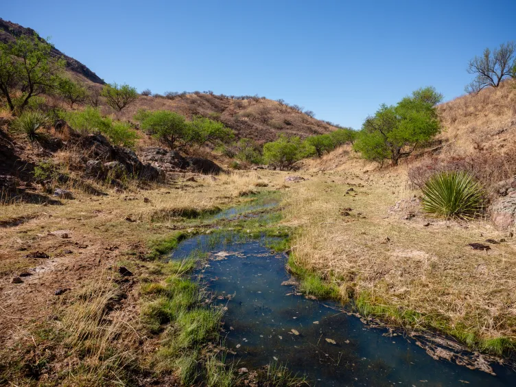 Un petit ruisseau sinueux traverse une vallée sèche et herbeuse. Des arbres verts, des plantes de yucca, des galettes de vache et des collines brunes et arides bordent le paysage sous un ciel bleu clair.