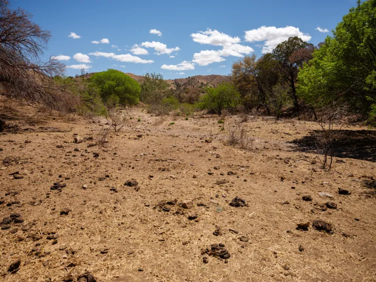 Une vaste étendue de terre sèche et poussiéreuse parsemée de bouse de vache remplit une clairière. Des arbres et arbustes verts bordent les bords de la vallée sous un ciel bleu parsemé de nuages blancs.