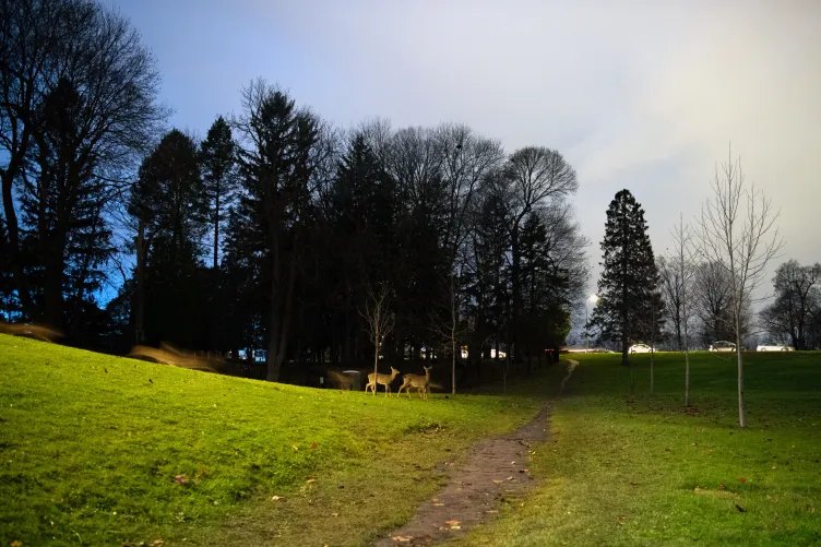 Deux cerfs se tiennent sur une colline herbeuse éclairée à côté d'un sentier pédestre au crépuscule. À gauche, un flou à longue exposition montre d’autres cerfs en train de courir, avec une ligne dense d’arbres sombres et un ciel crépusculaire en arrière-plan.