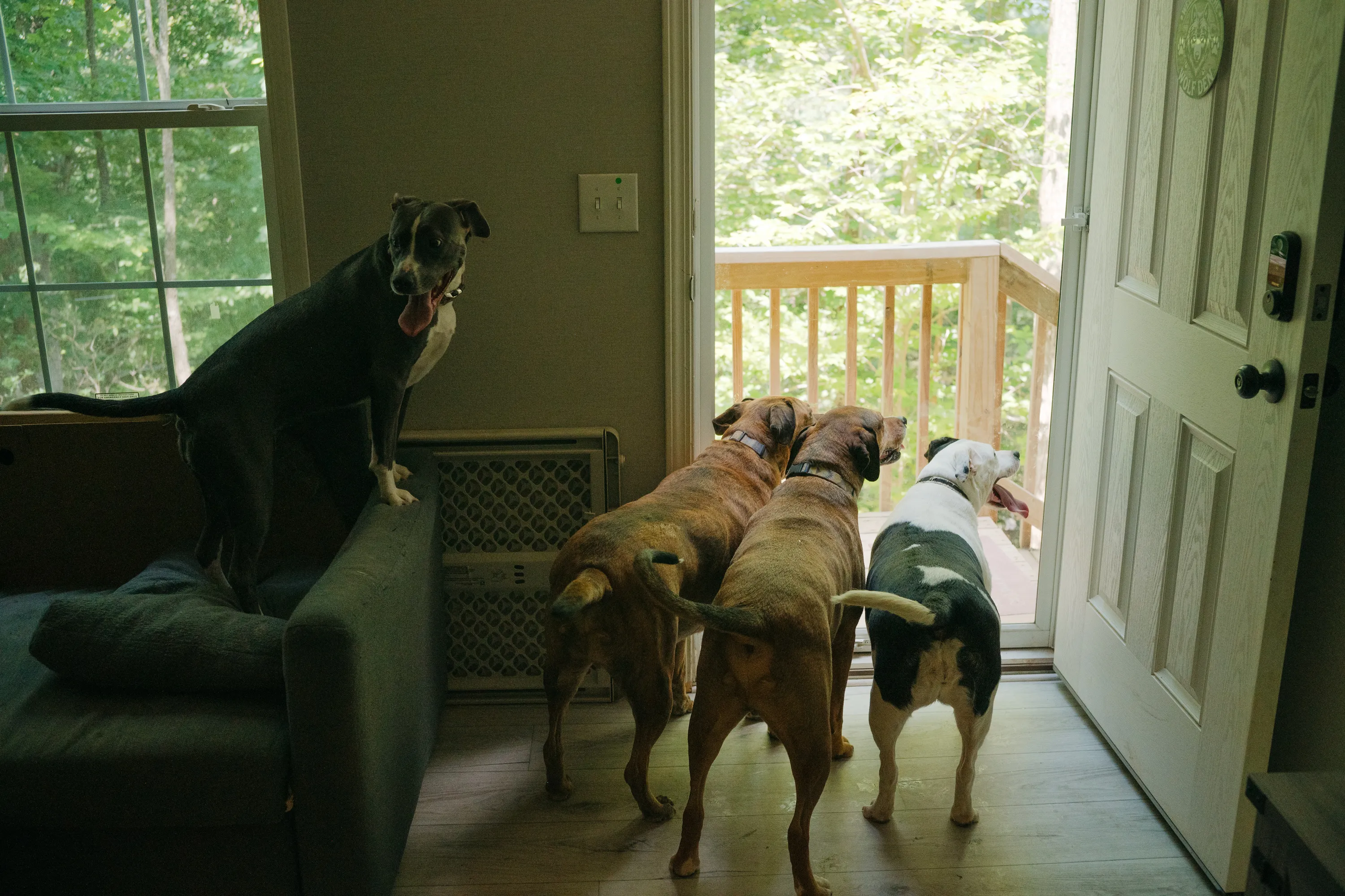 Trois chiens haletent à l’intérieur, attendant devant une porte ouverte. Un quatrième chien grimpe sur le canapé.