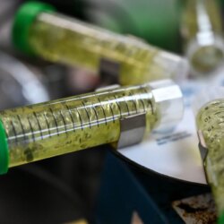 Les régulateurs de la marijuana du Colorado n&rsquo;ont pas réussi à protéger les consommateurs contre une contamination potentielle, selon un audit
